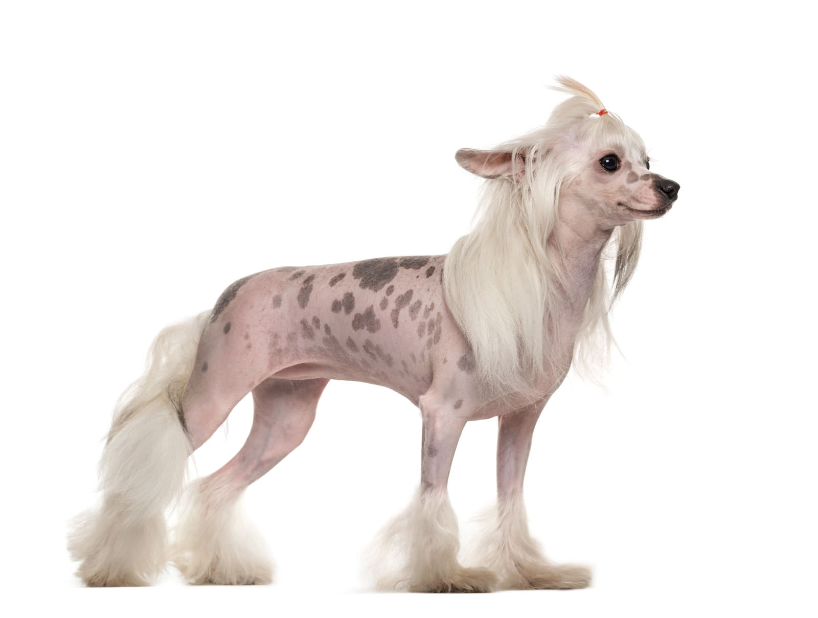 Chinese crested dog