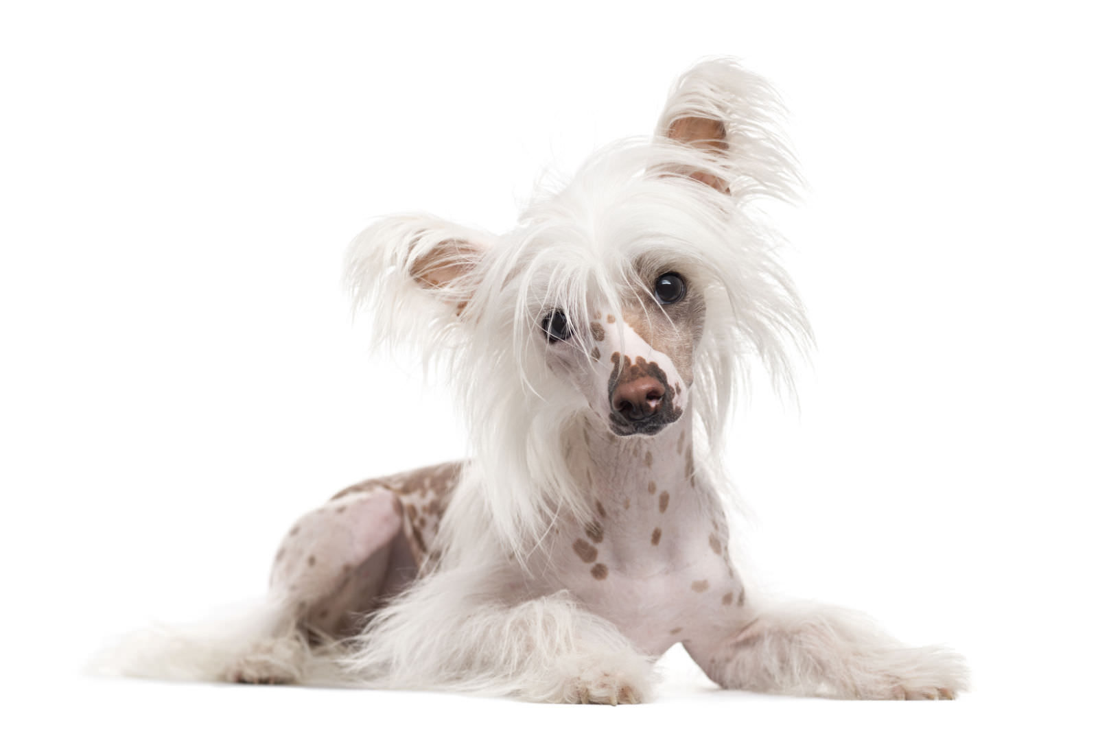 Chinese crested dog