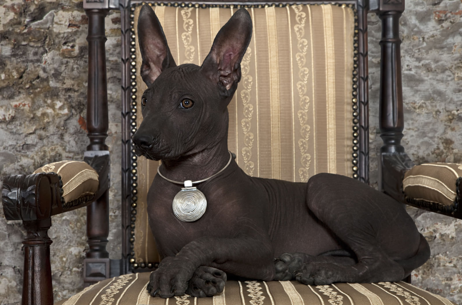 Xoloitzcuintle