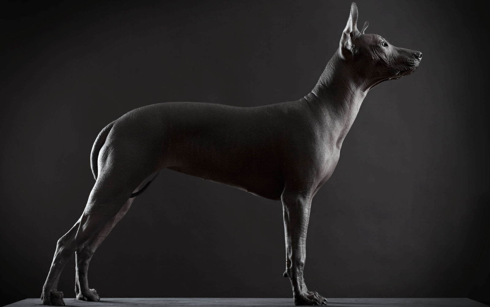 Xoloitzcuintle