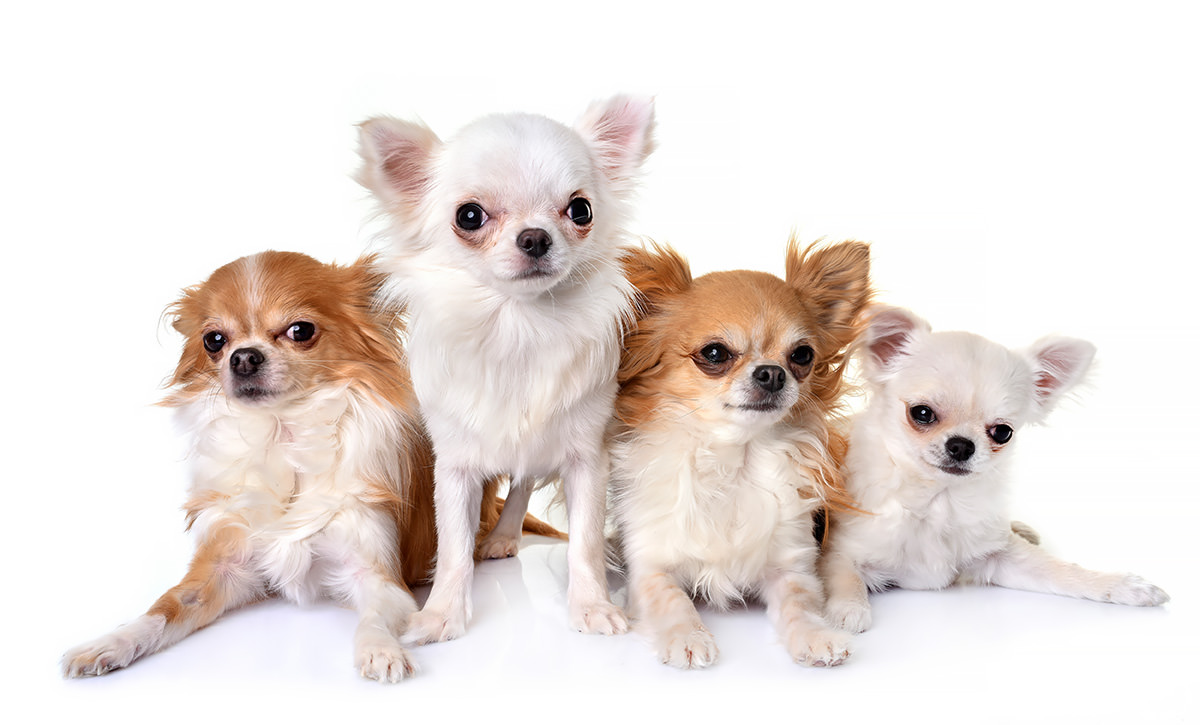 chihuahuas in gruppo