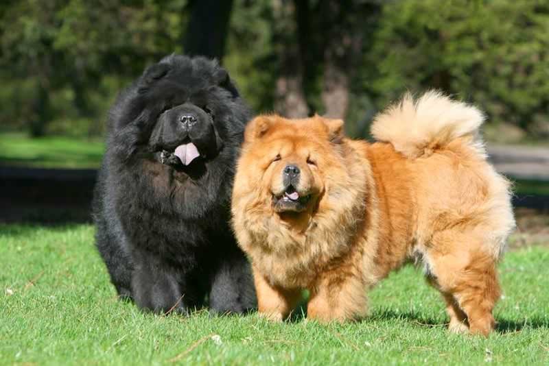 Il Chow Chow