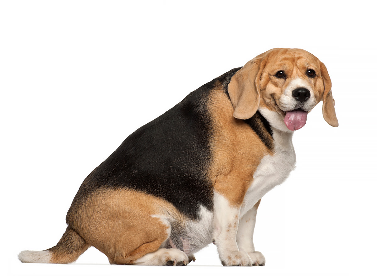 Un cane obeso