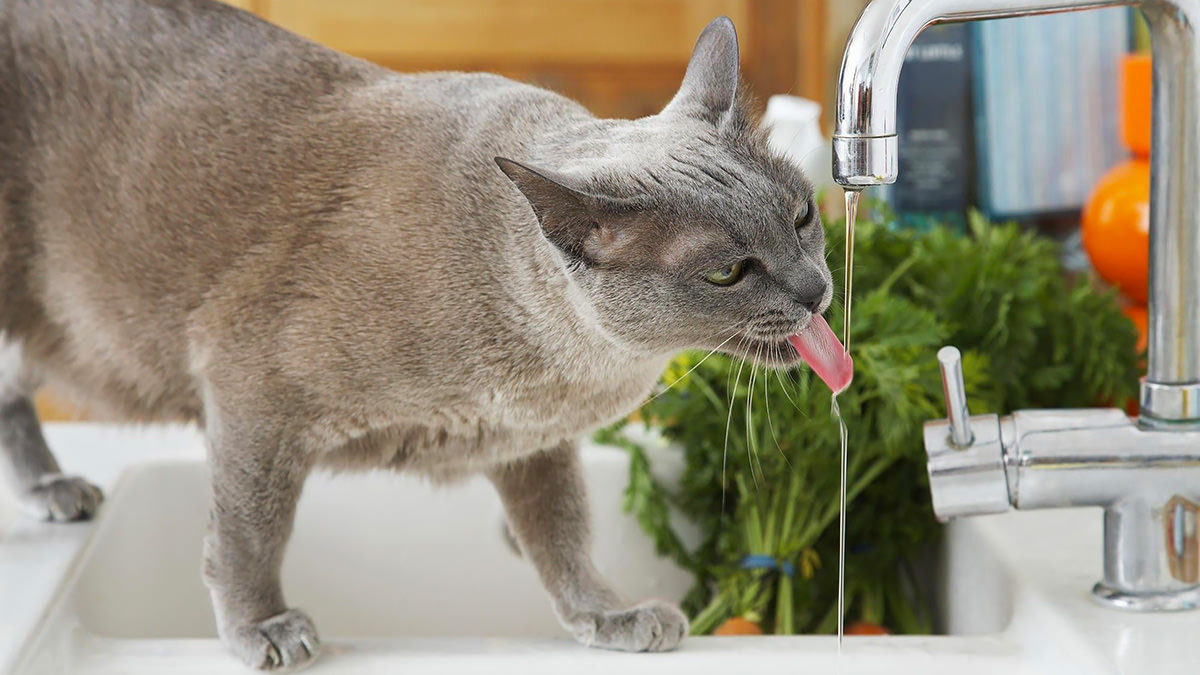 gatto disidratato che beve l'acqua