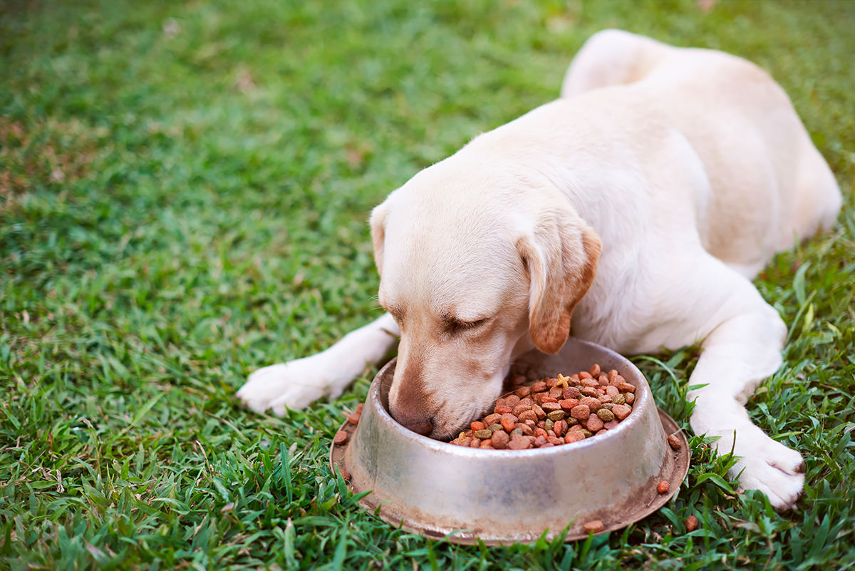 possibili contaminanti cibo nel cibo per cani e gatti