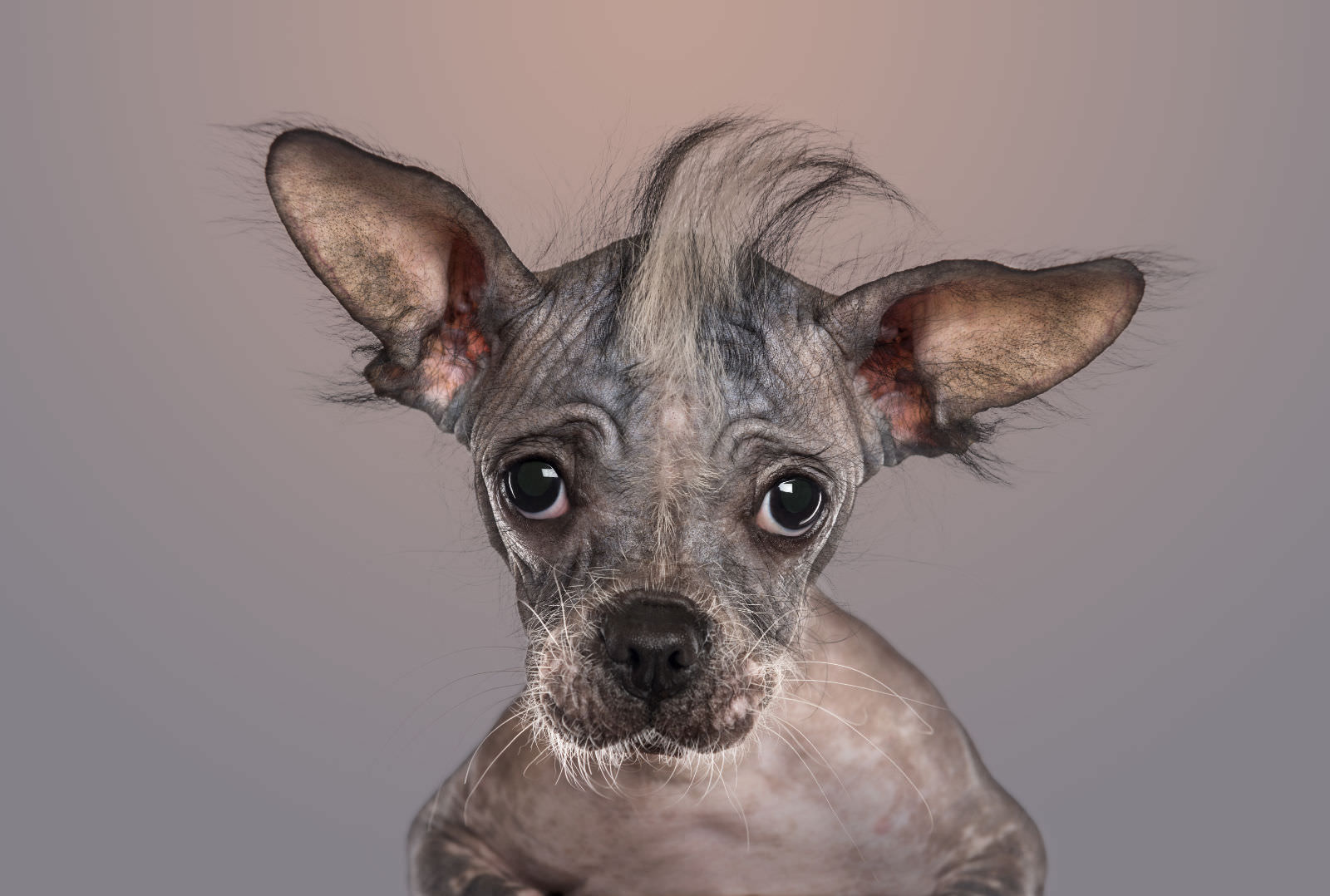 Cane crestato cinese