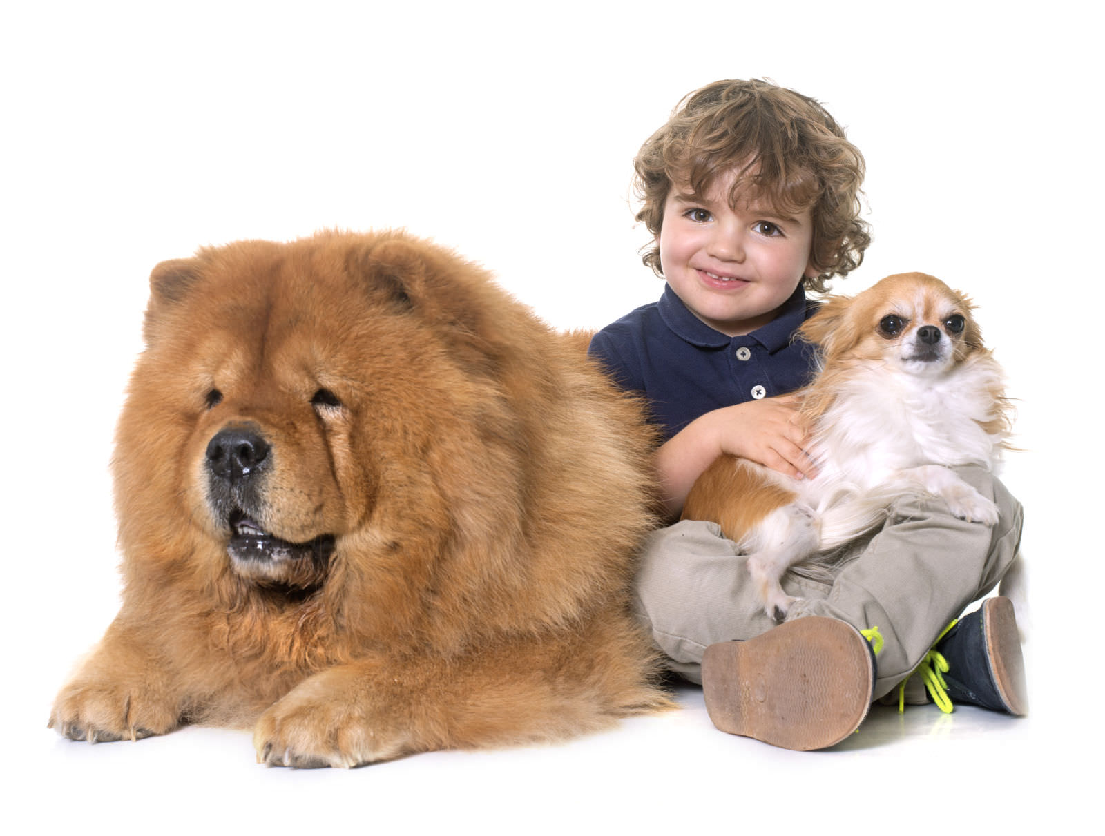 Chow Chow