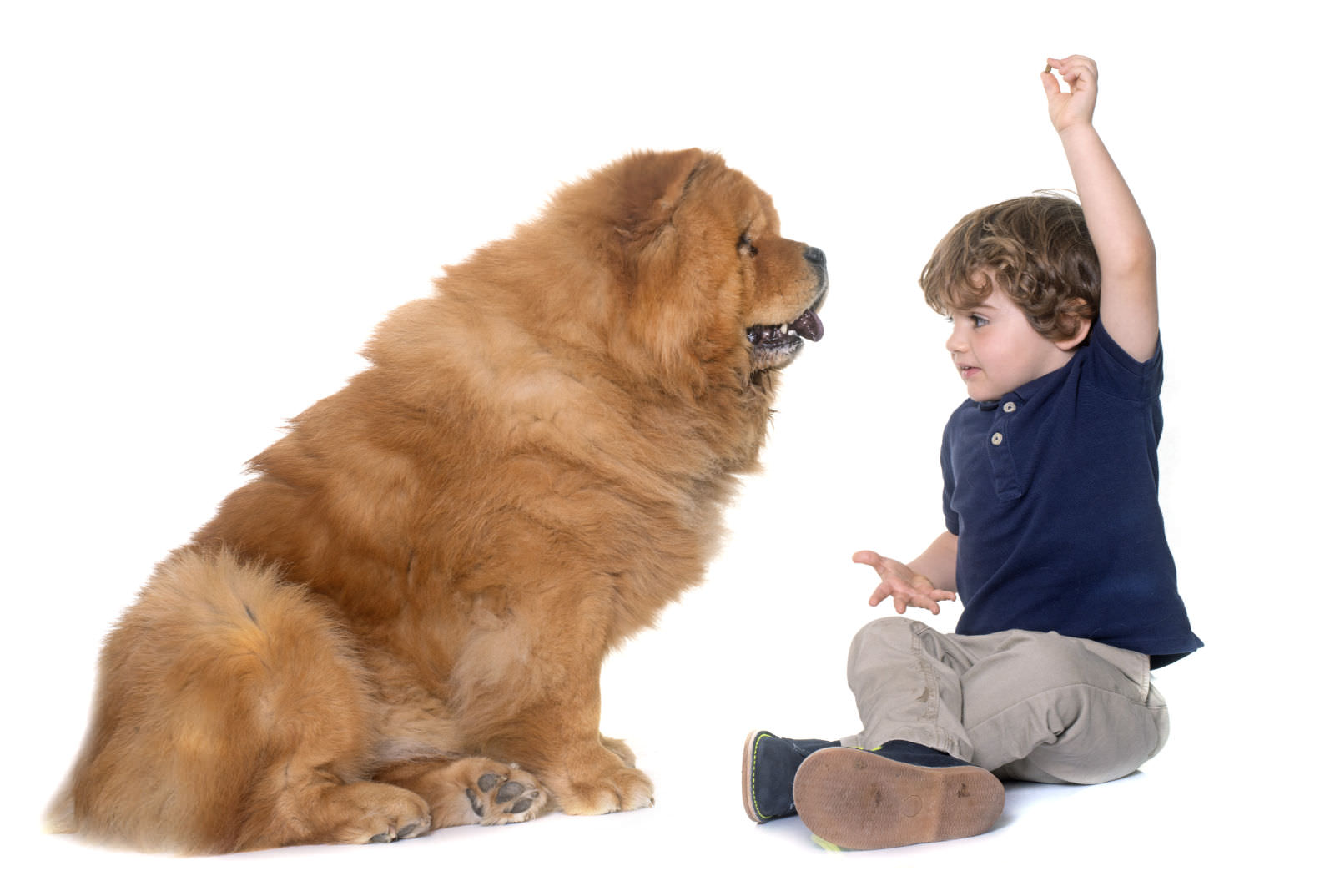 Chow Chow