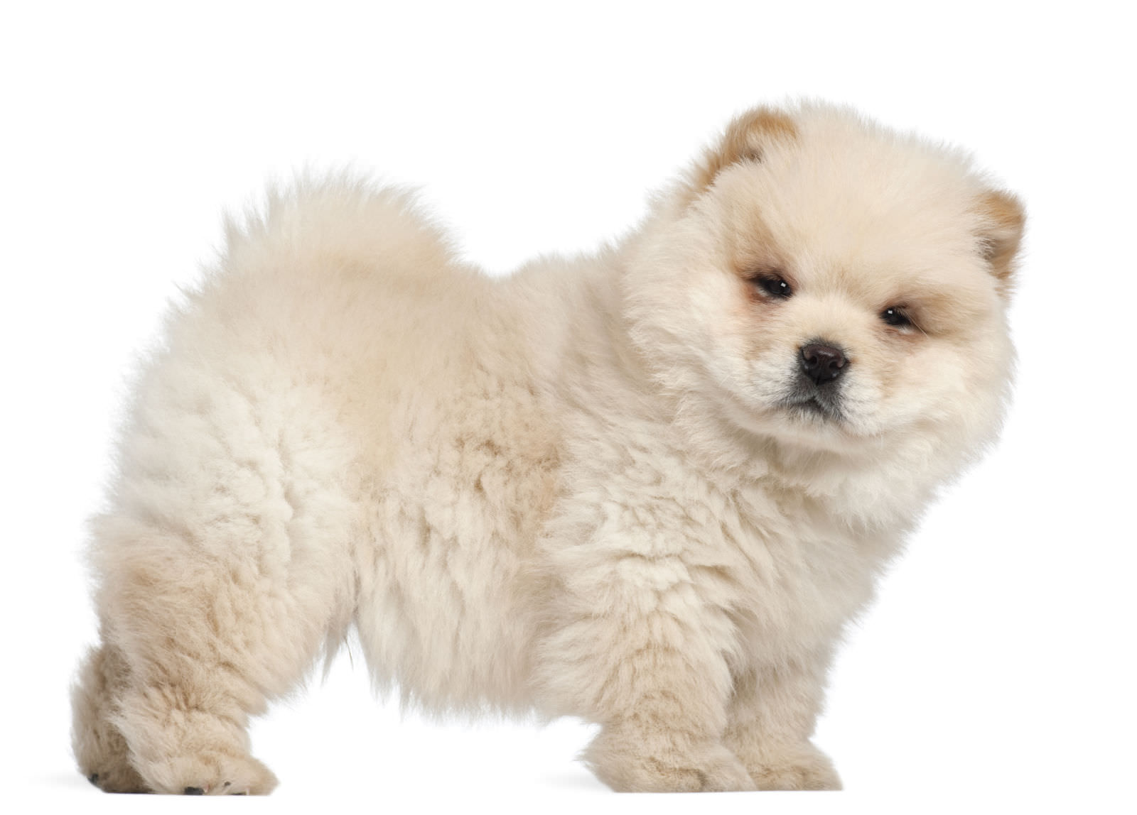 Chow Chow