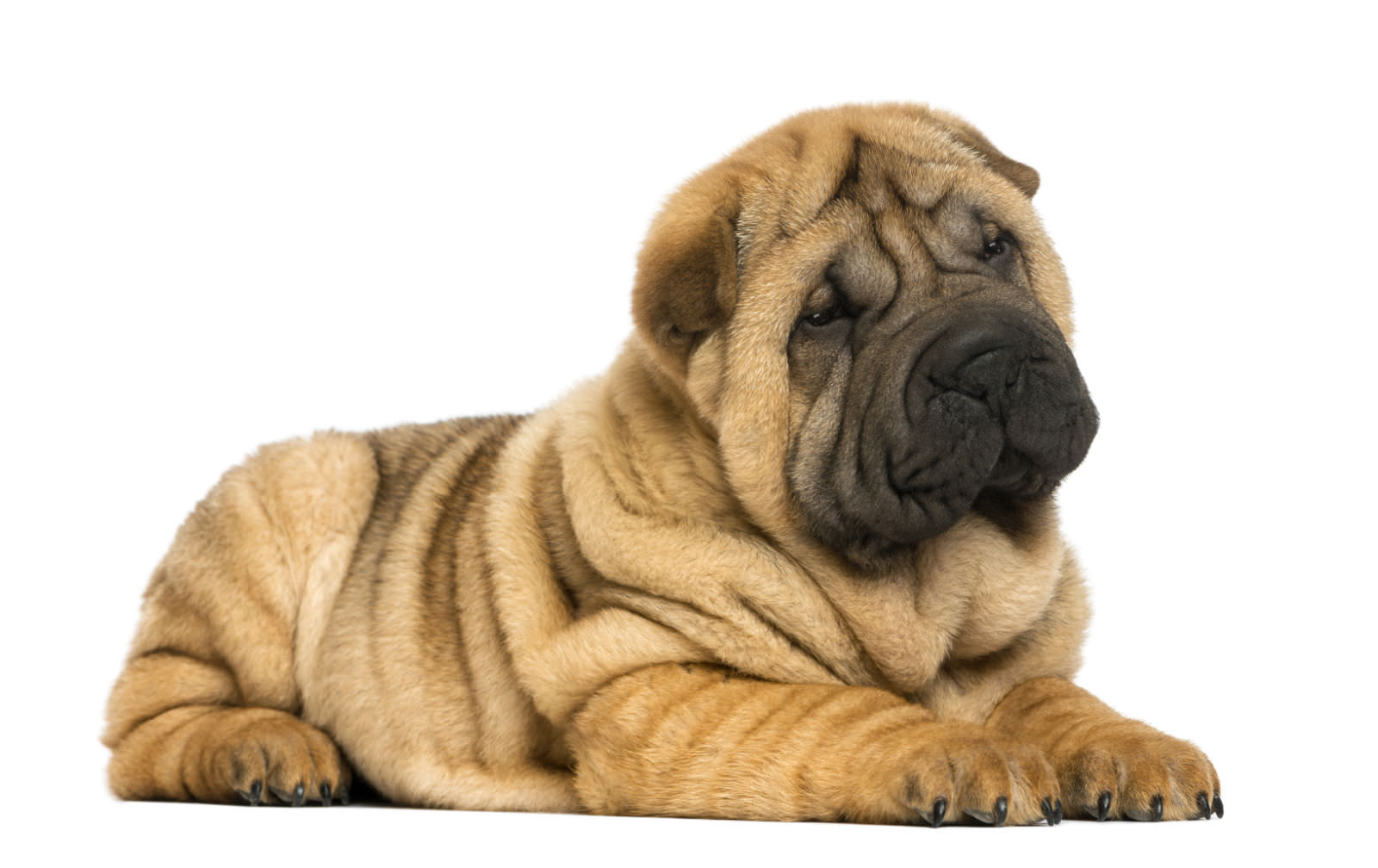 Shar-Pei