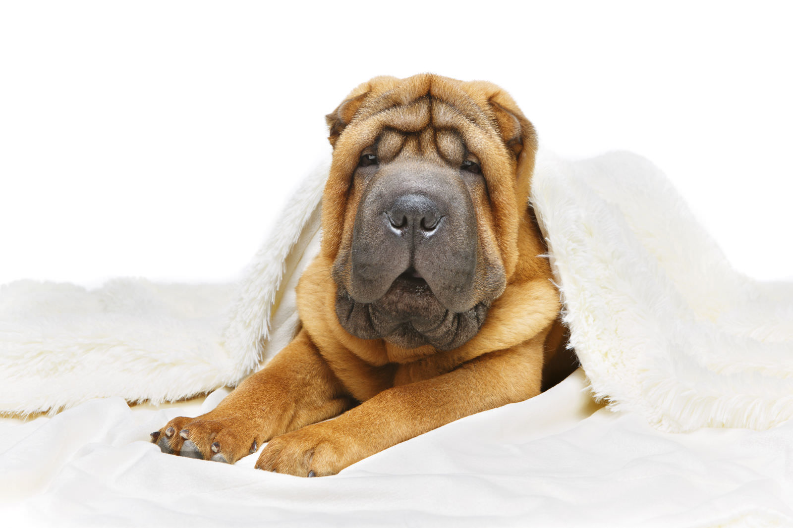 Shar-Pei