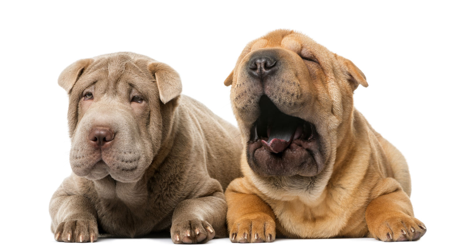 Shar-Pei