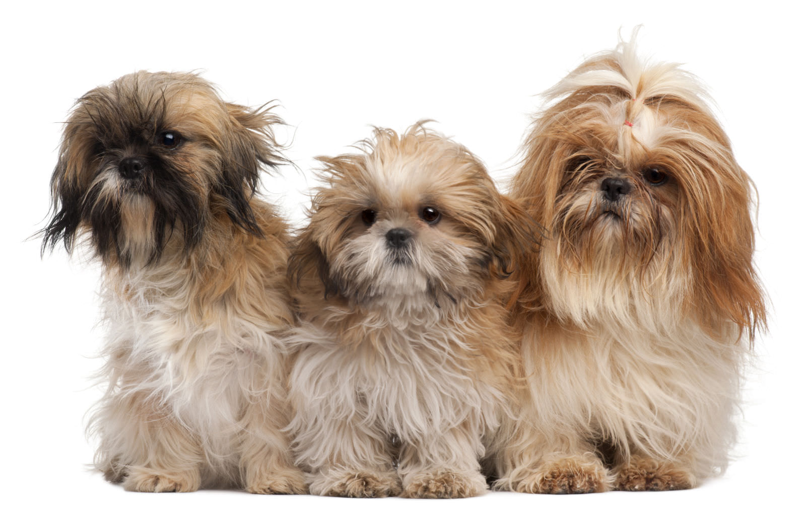 Shih Tzu