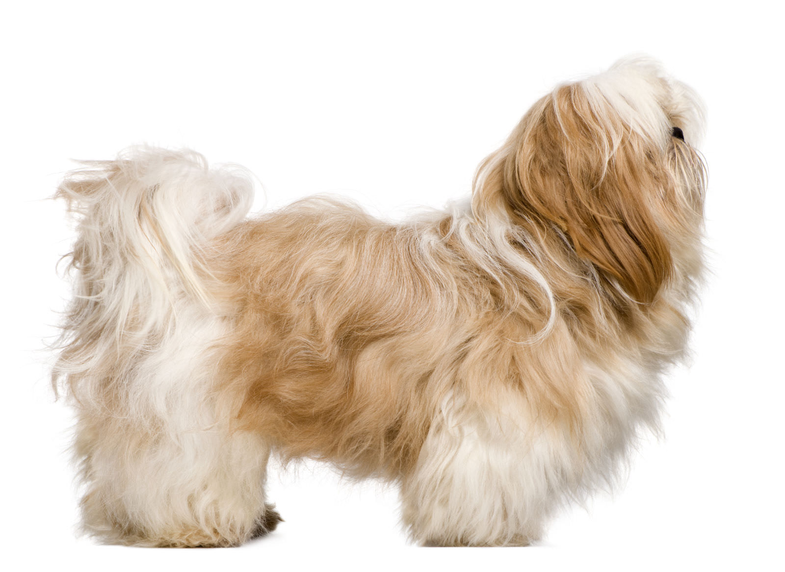 Shih Tzu