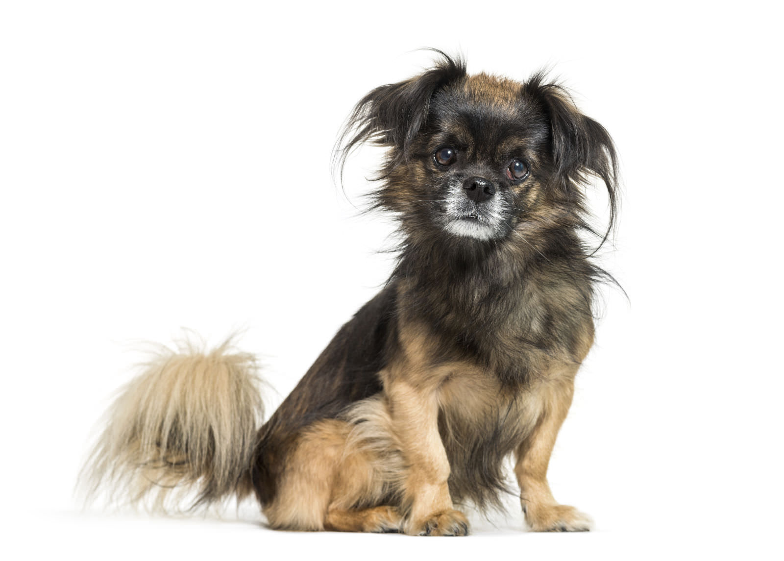 Tibetan Spaniel