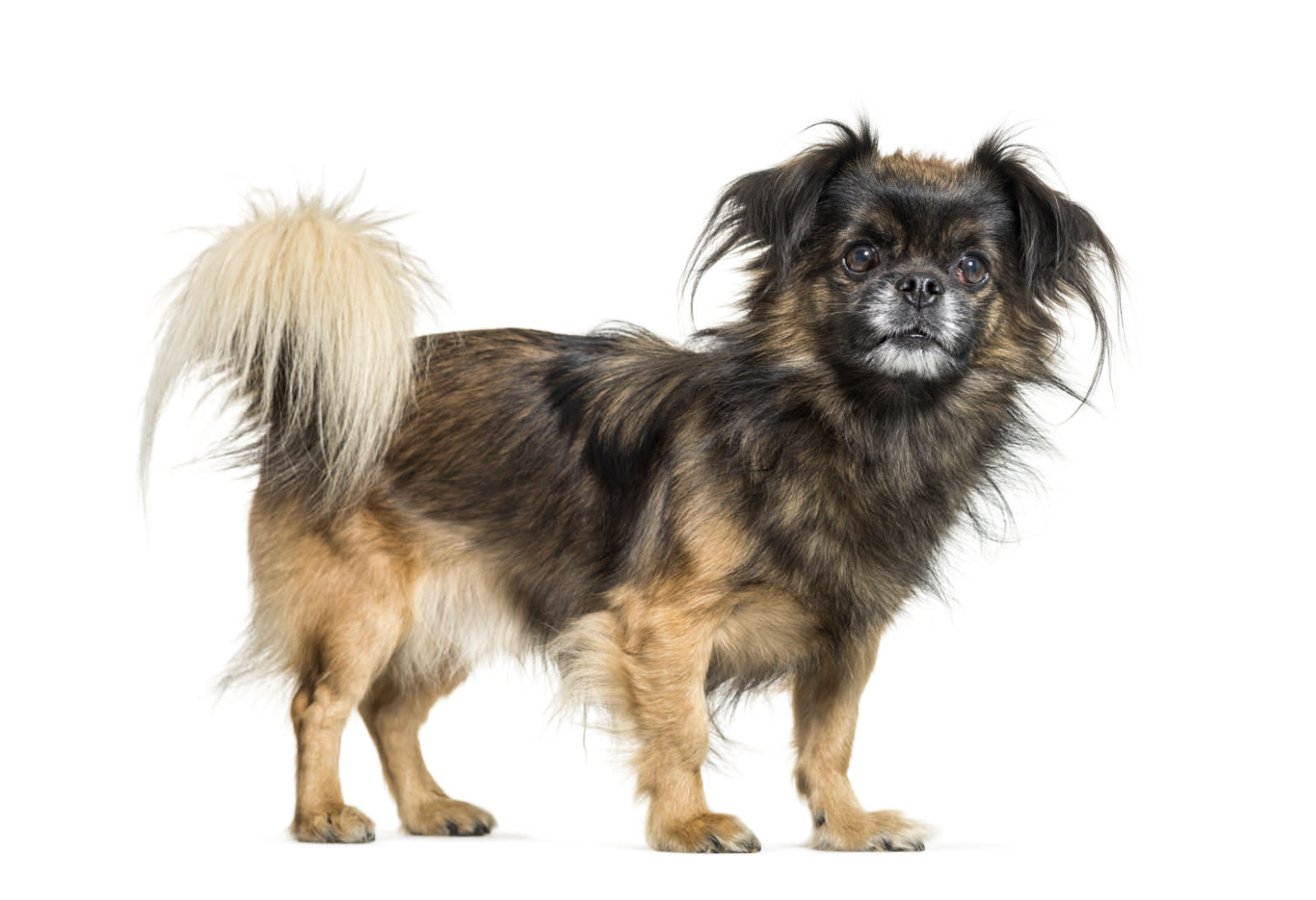 Tibetan Spaniel