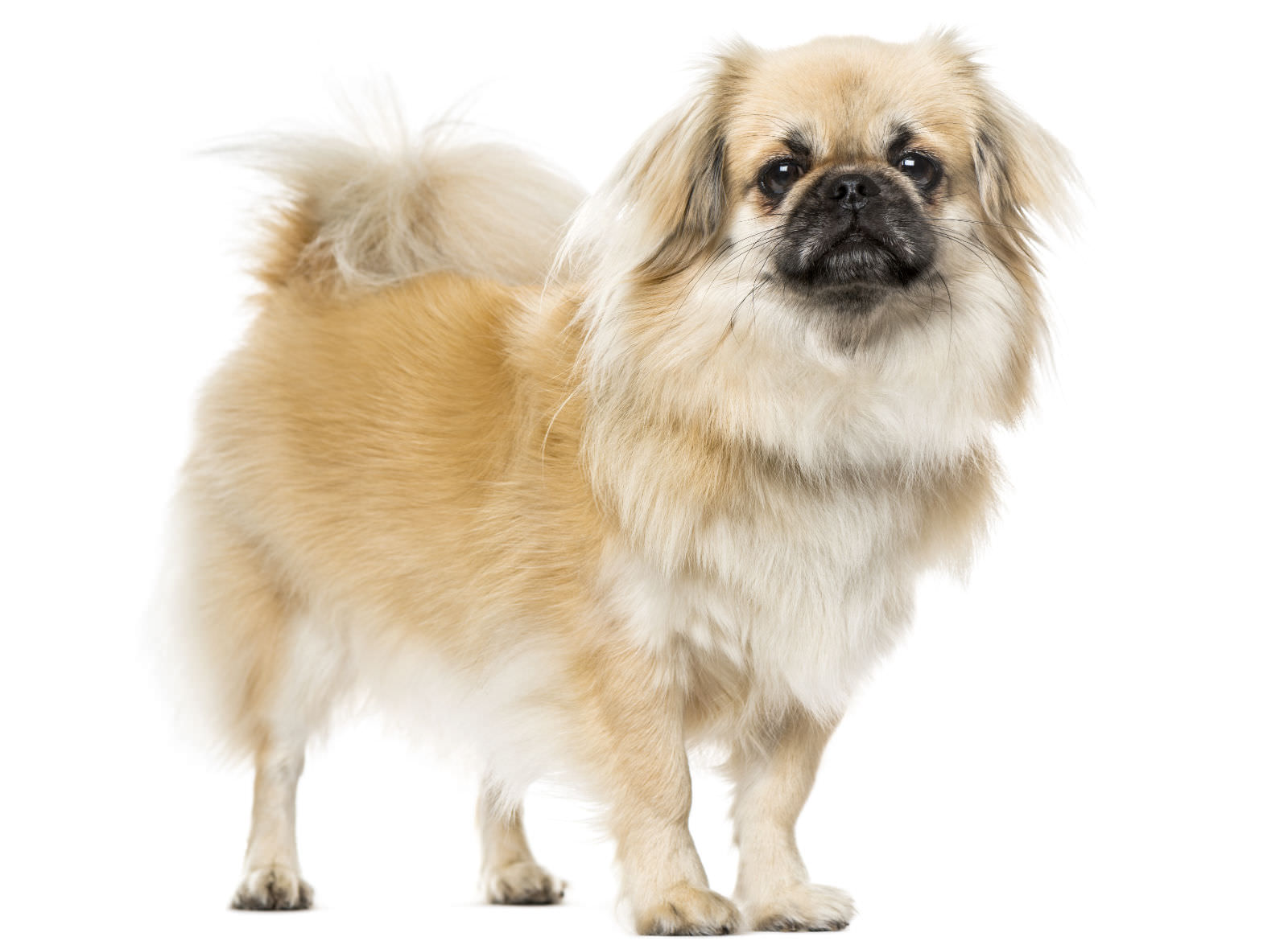 Tibetan Spaniel