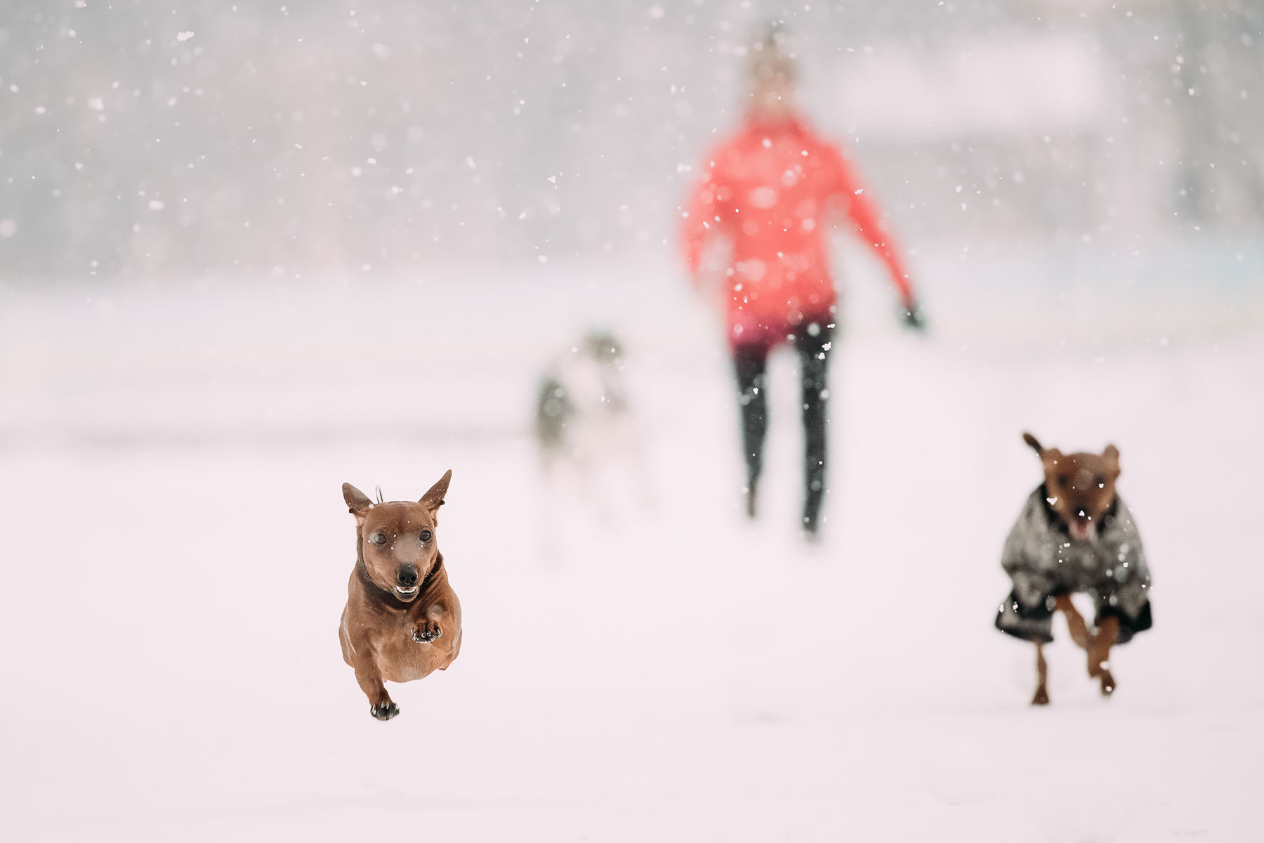 Correre con il cane d'inverno