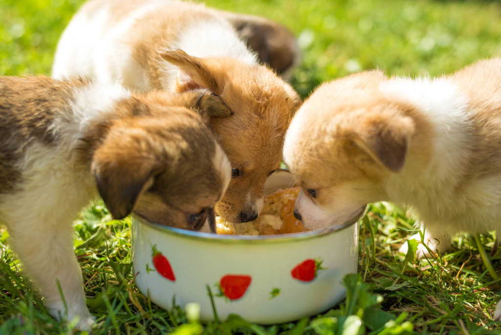 Tre cuccioli che mangiano