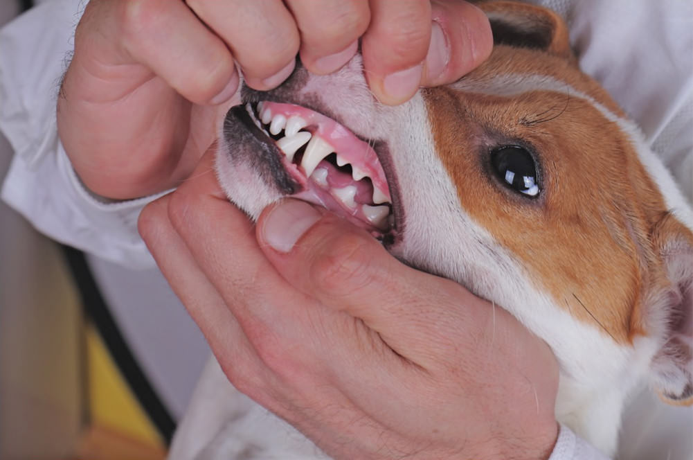 denti del cane