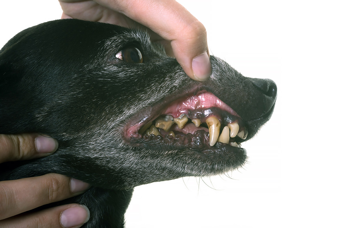 cane con denti sporchi