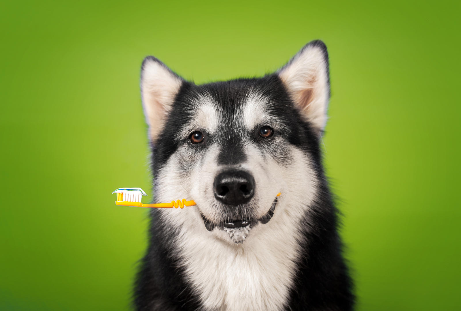 dentifricio per cani