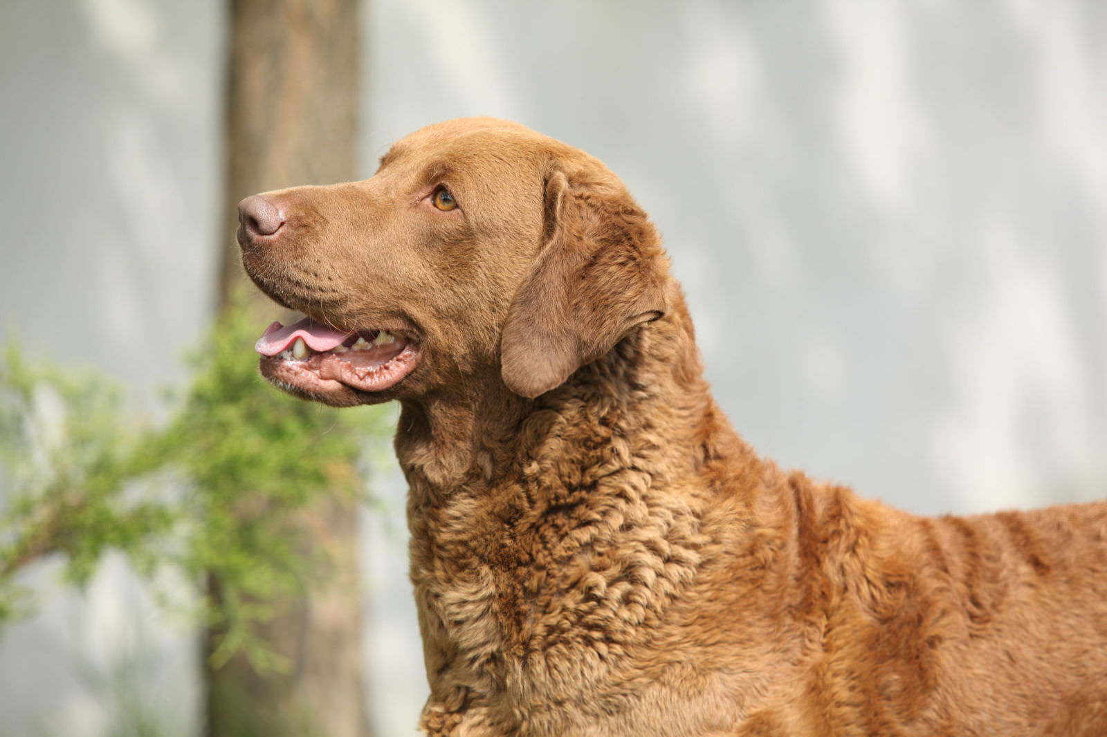 chesapeake bay retriever