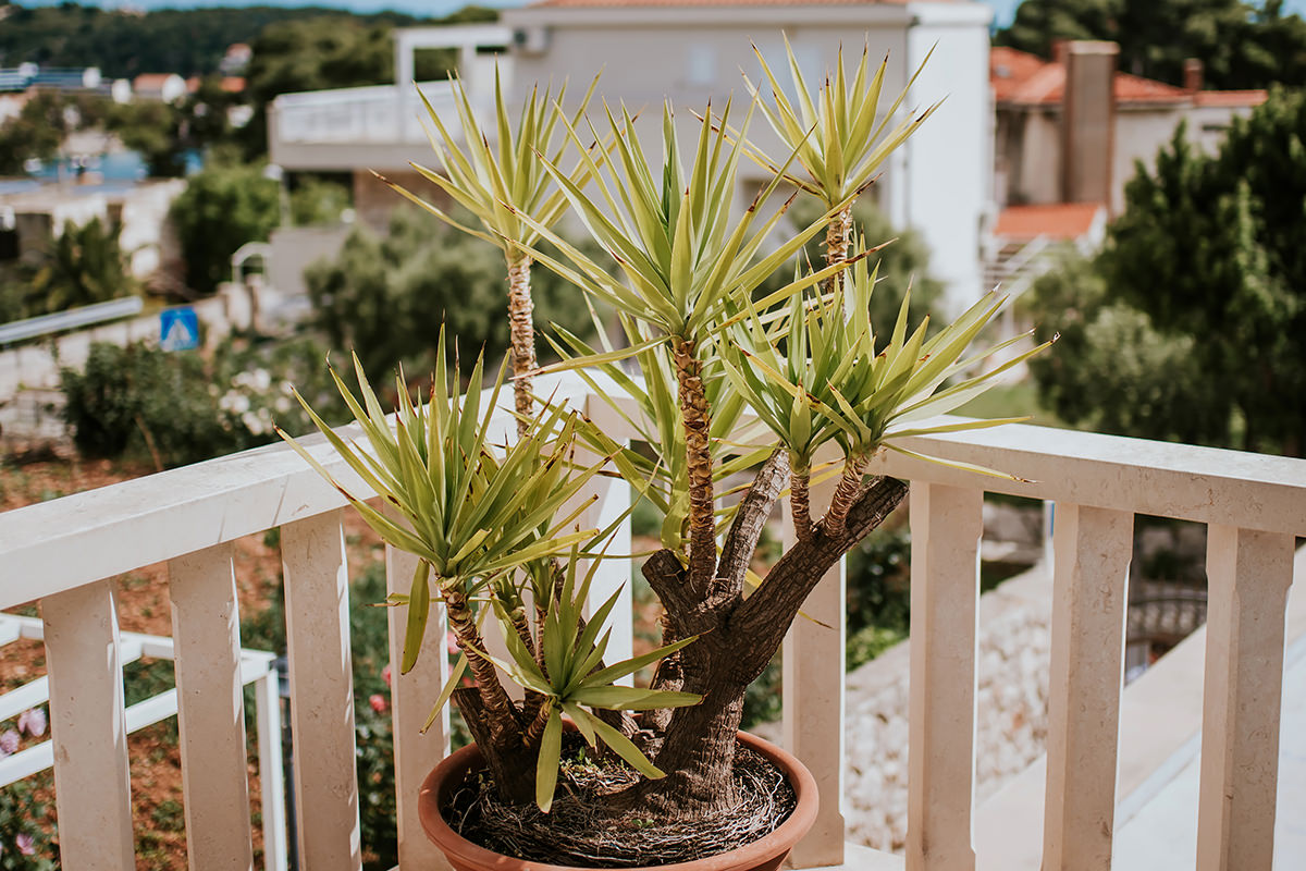 yucca