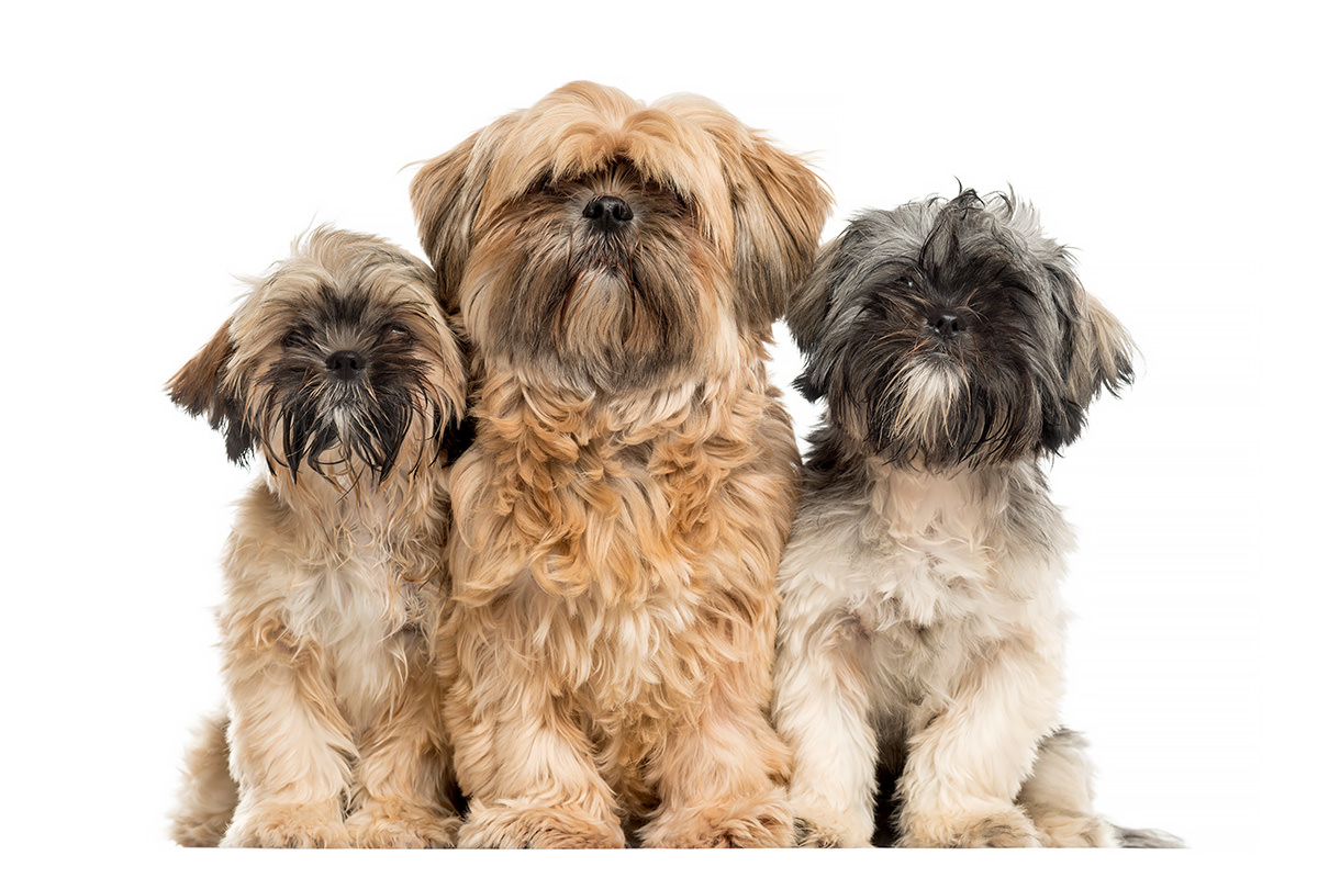 famiglia di cani