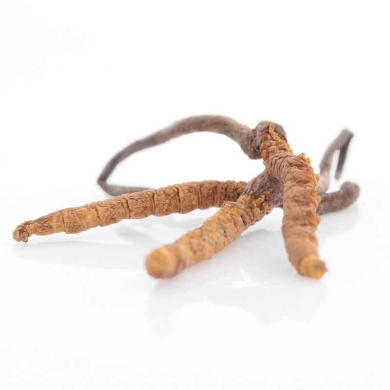 Funghi cordycep