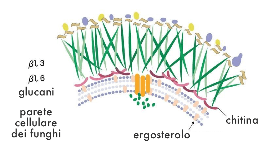 parete cellulare dei funghi
