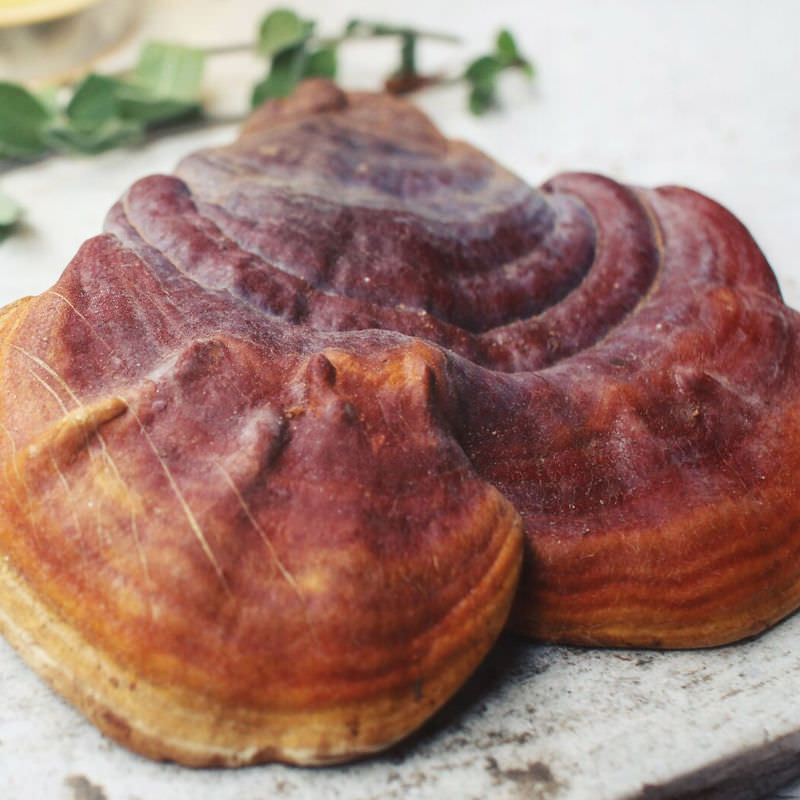 reishi