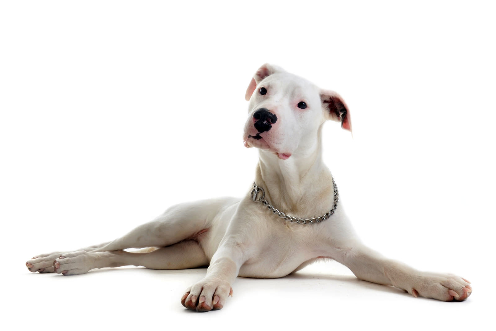 Dogo argentino