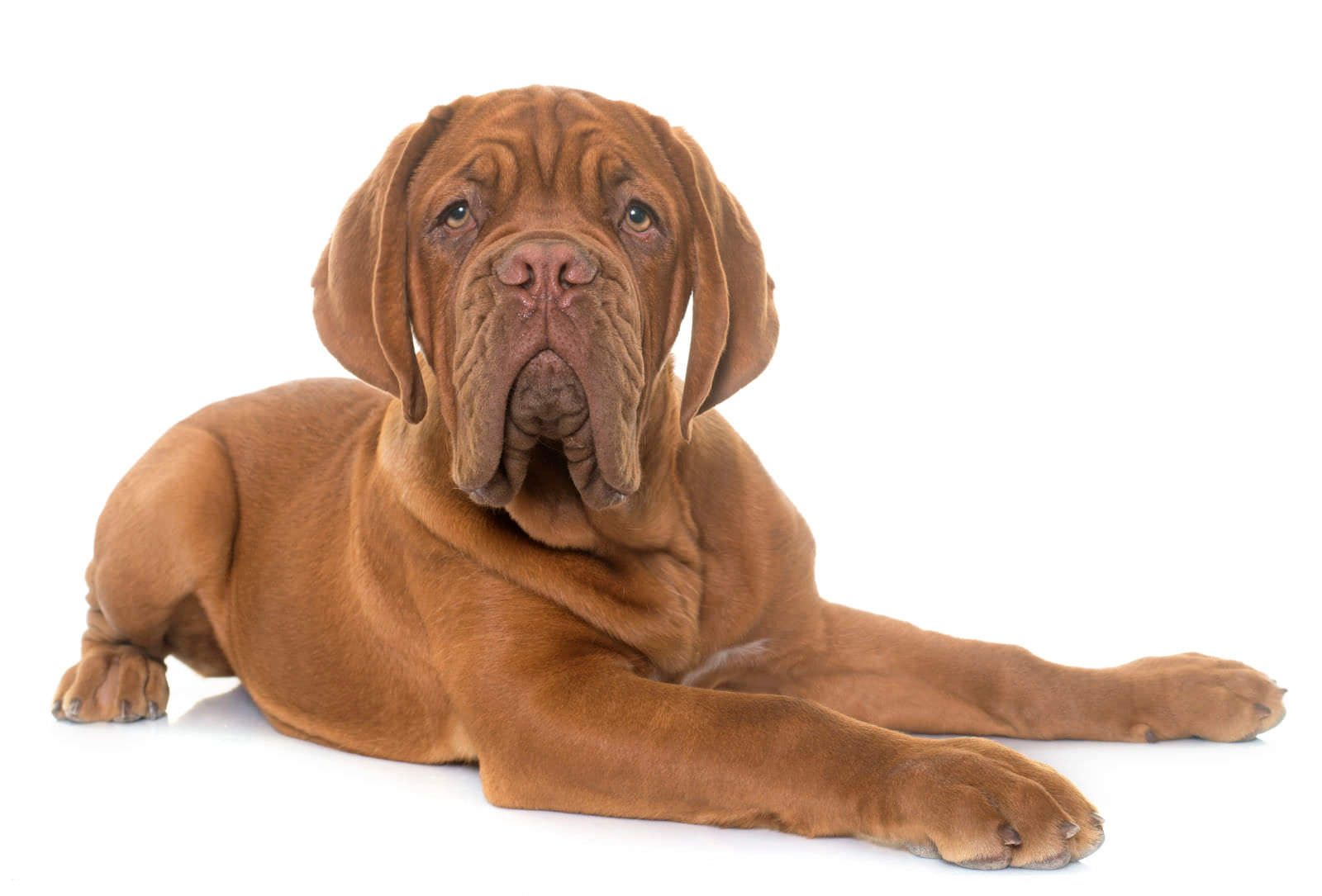 Dogue de Bordeaux
