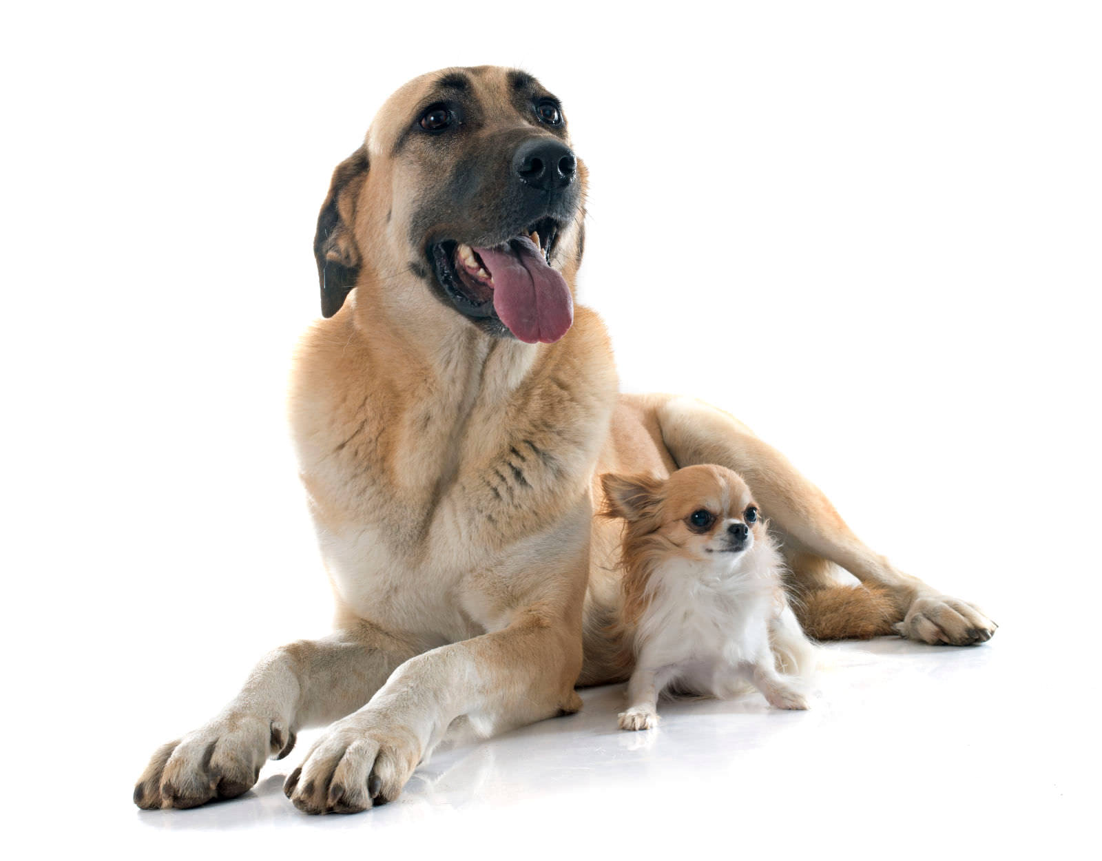 Cane da pastore Kangal