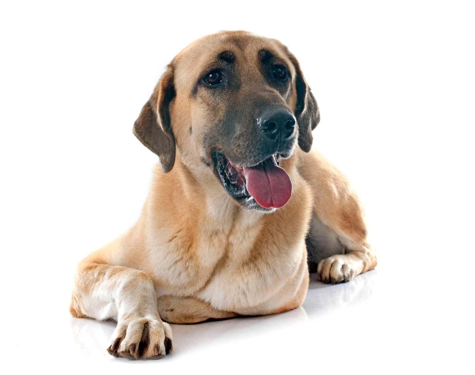 Cane da pastore Kangal