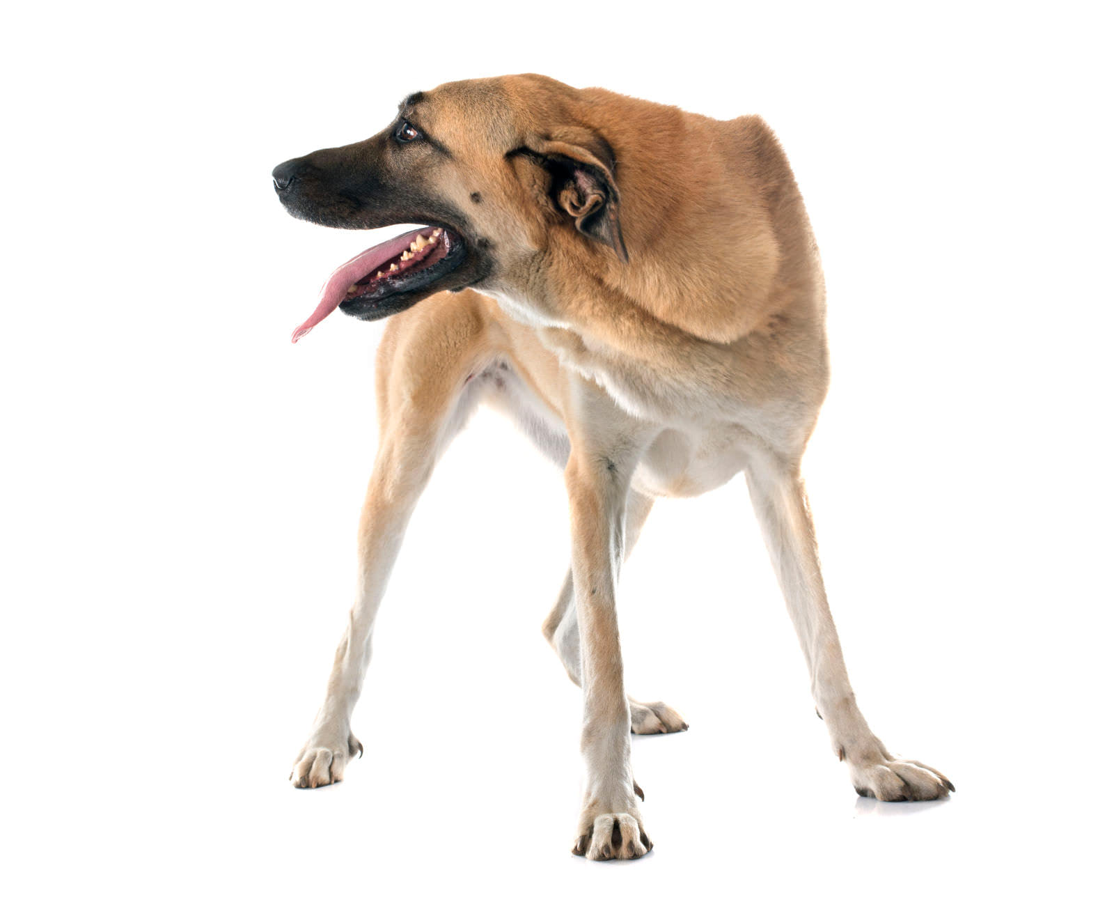 Cane da pastore Kangal
