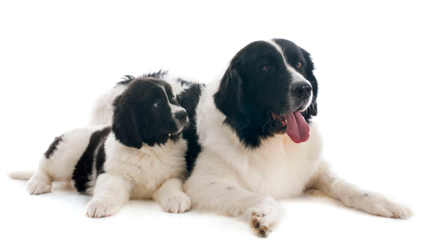 Landseer
