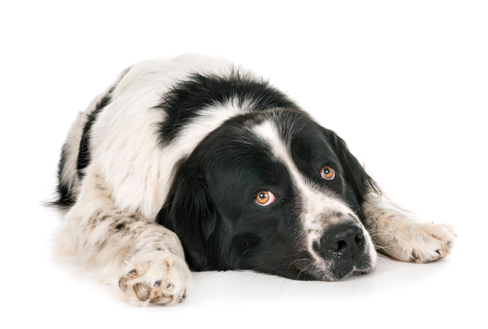 Landseer