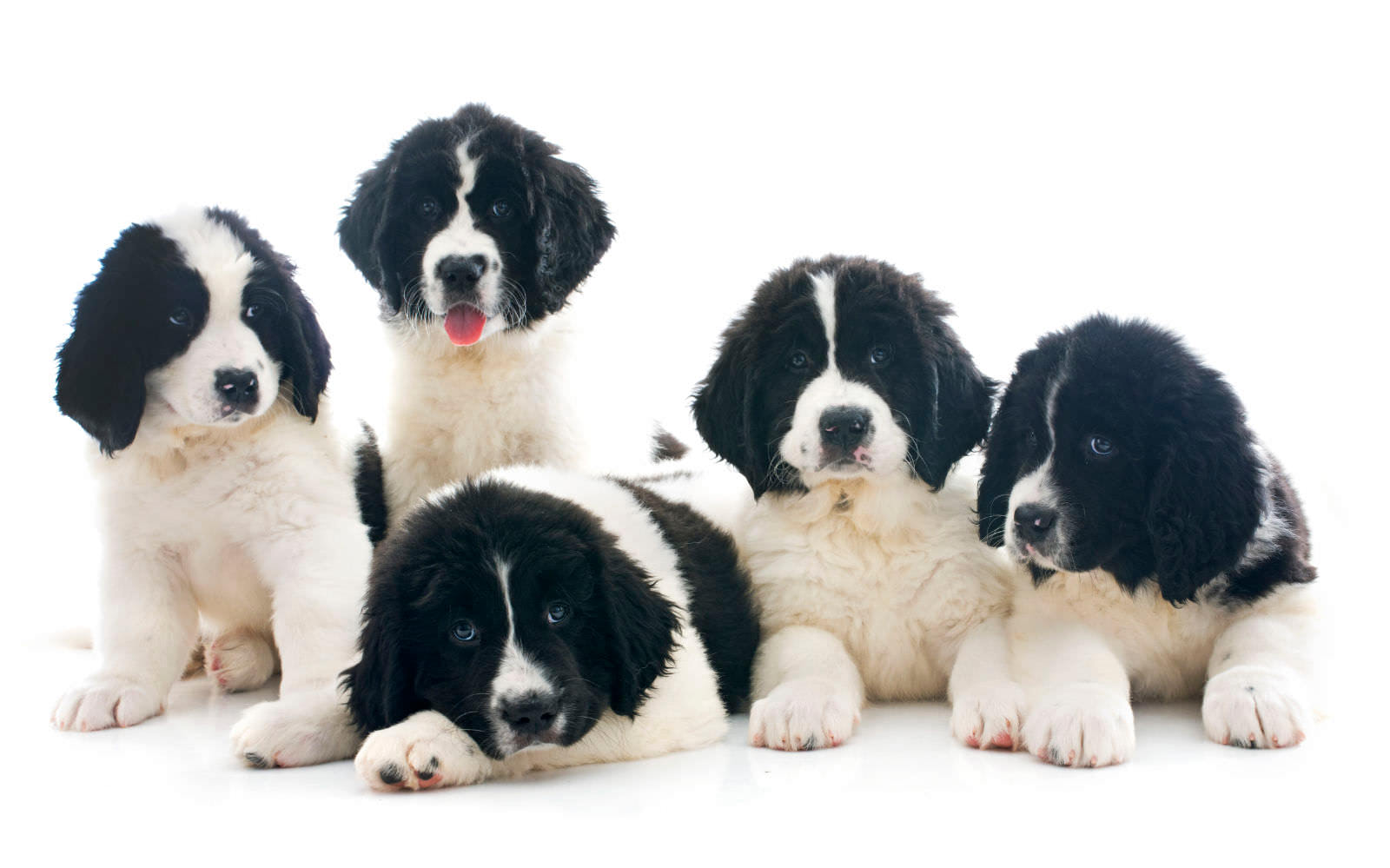 Landseer