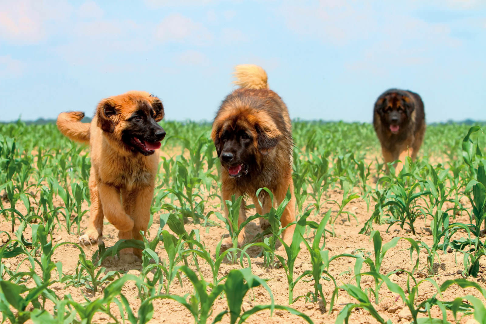 Leonberger