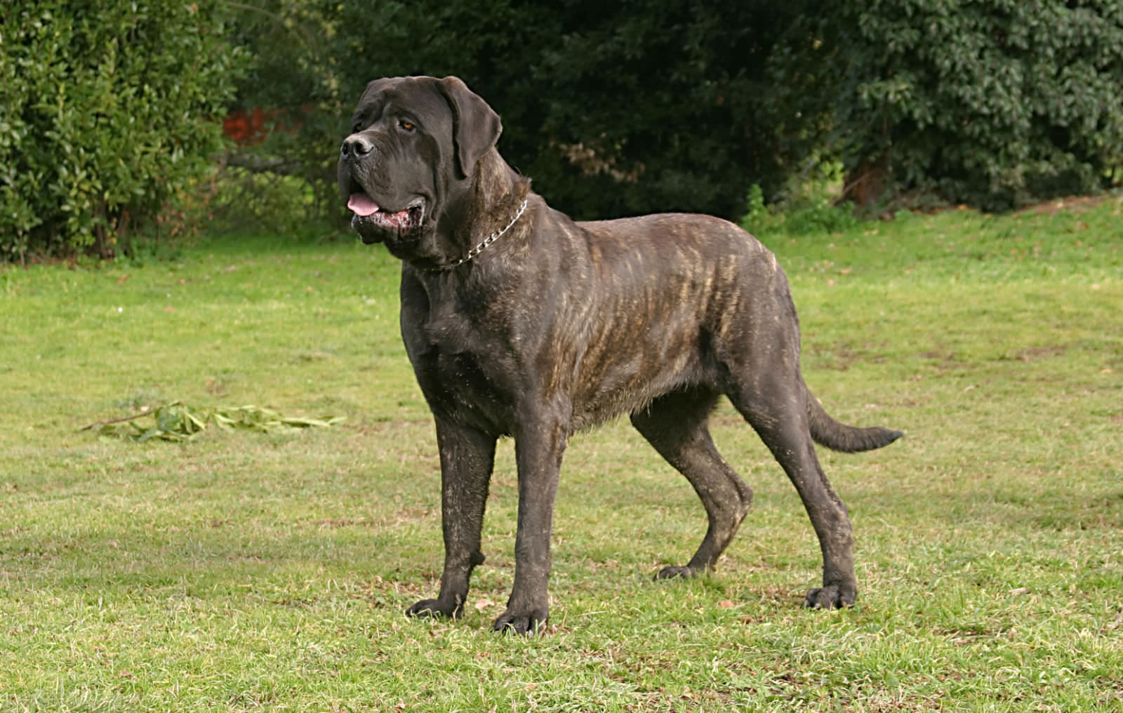 Mastino Inglese