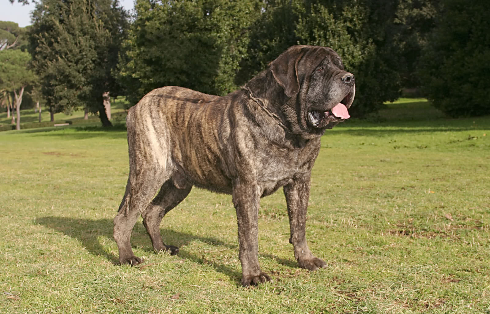 Mastino Inglese
