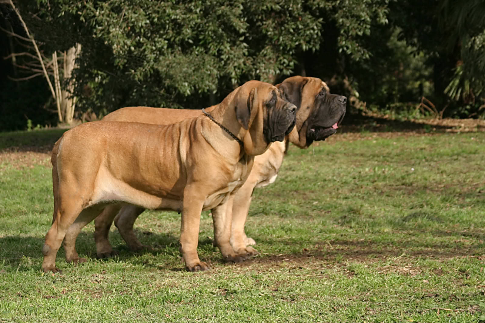 Cani Grandi la classifica delle razze di grossa taglia