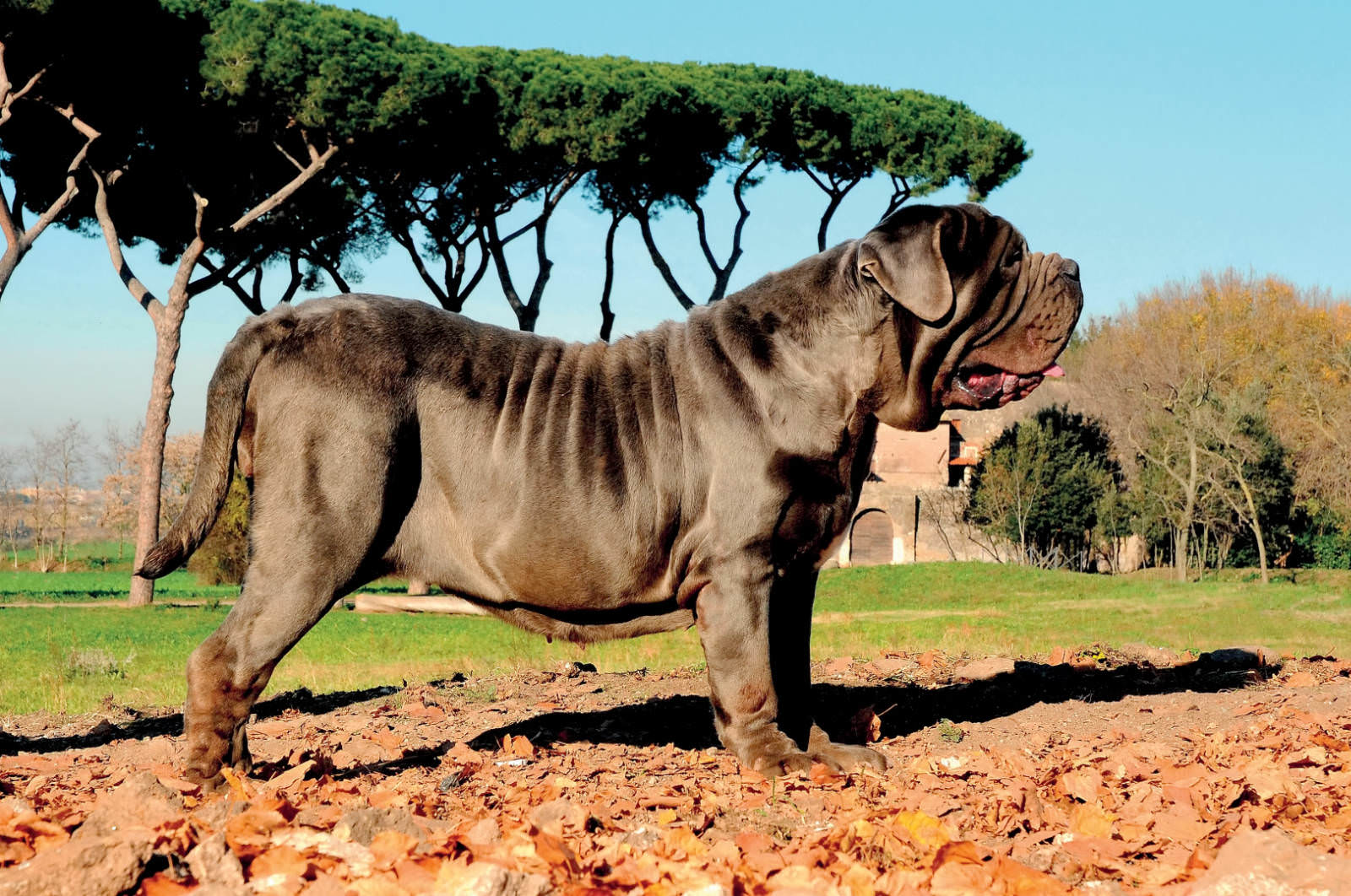 Mastino napoletano