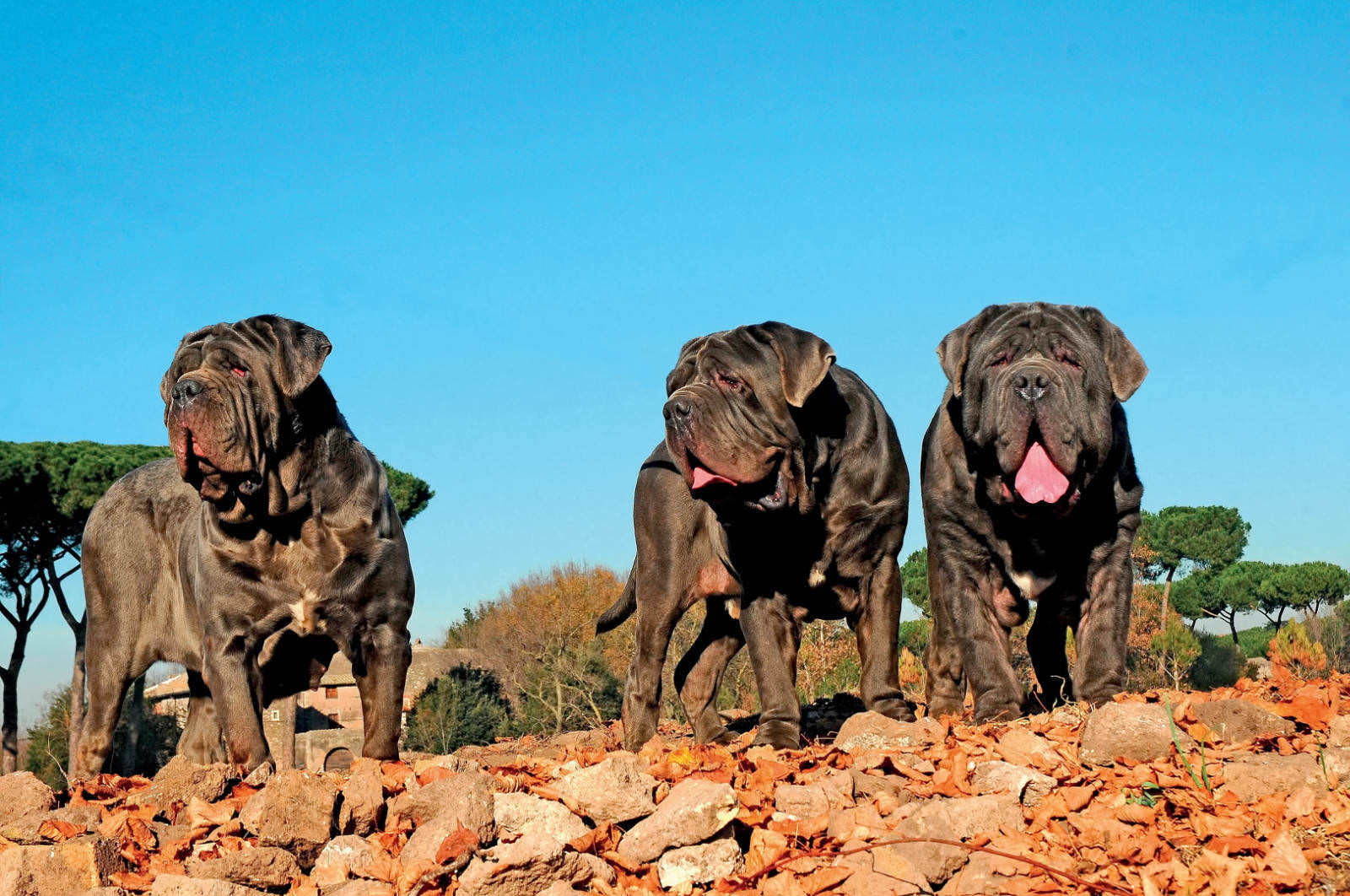 Mastino napoletano