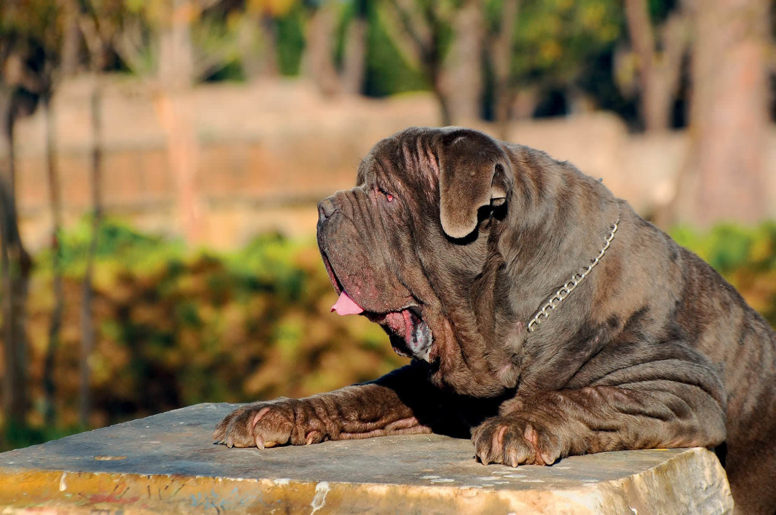 Mastino napoletano