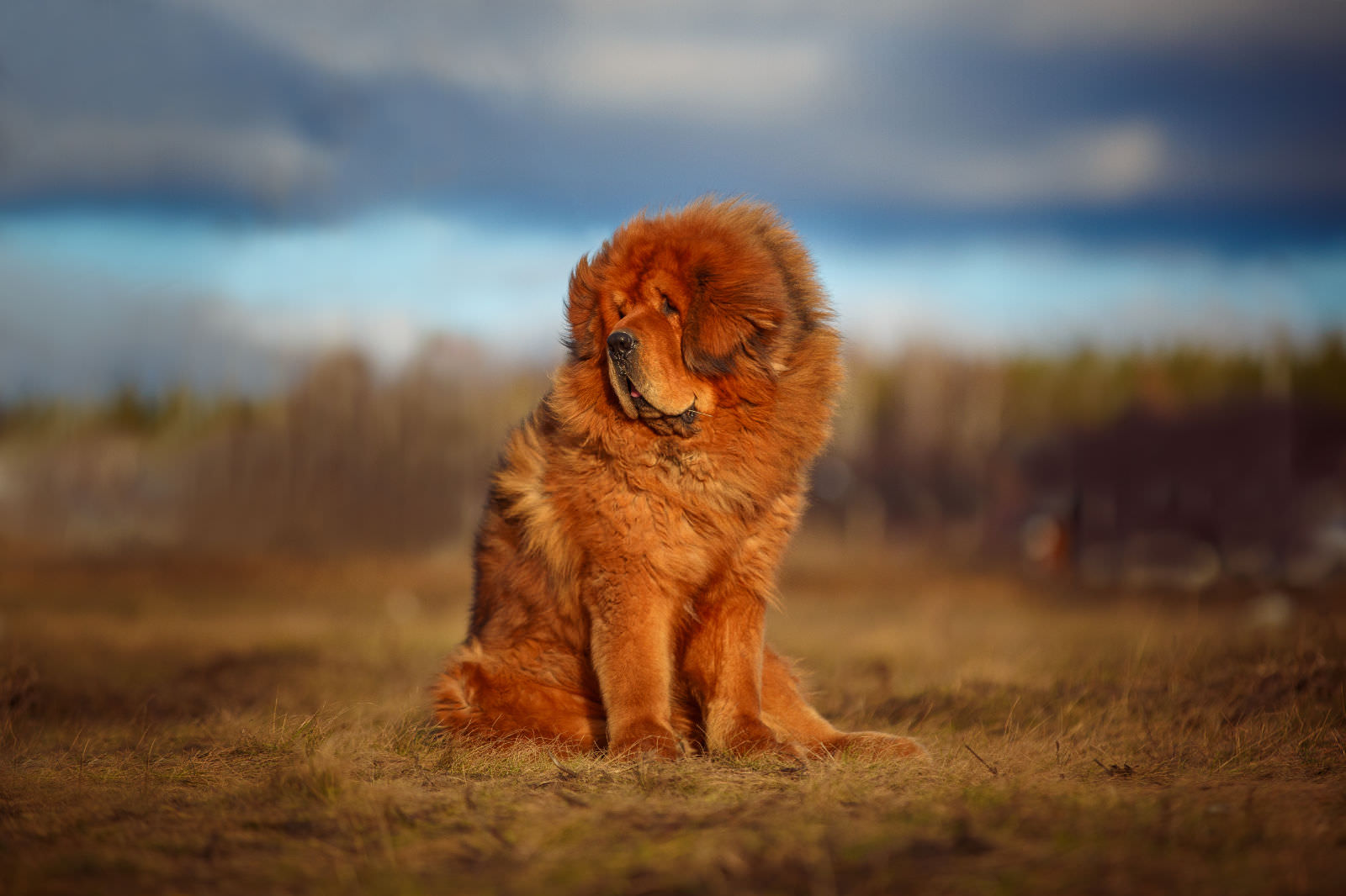 Mastino tibetano