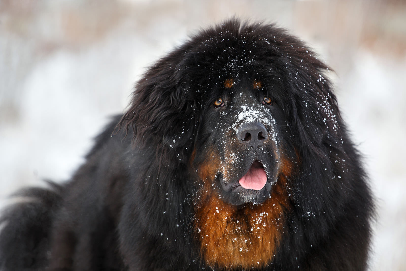 Mastino tibetano
