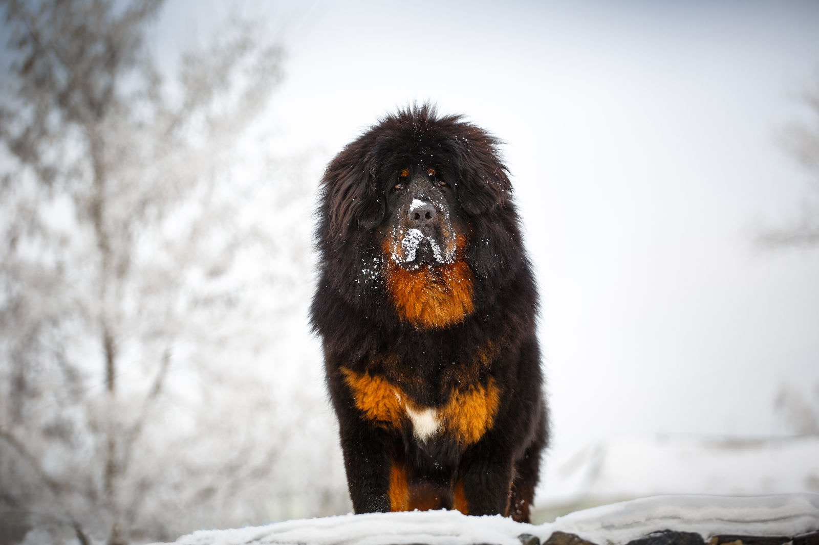 Mastino tibetano